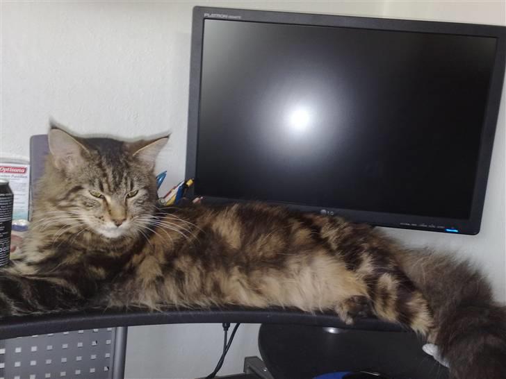 Maine Coon dkskovlycoon Cane Cody  - Cody er helst midtpunkt. billede 3