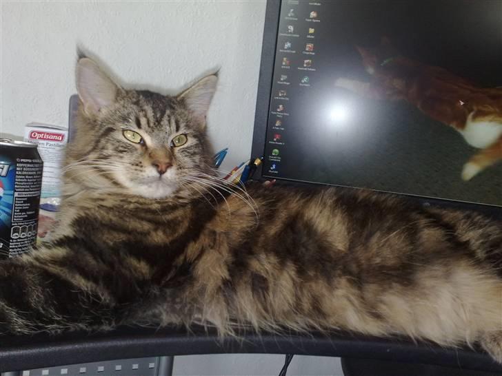 Maine Coon dkskovlycoon Cane Cody  - Cody slanger sig billede 4