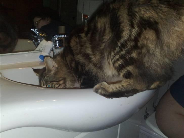 Maine Coon dkskovlycoon Cane Cody  - Cody ved "vandhullet" billede 5