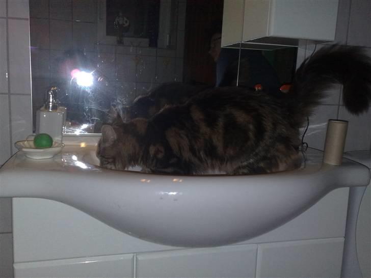 Maine Coon dkskovlycoon Cane Cody  - Han har brug for meget tid på badeværelset ! billede 6