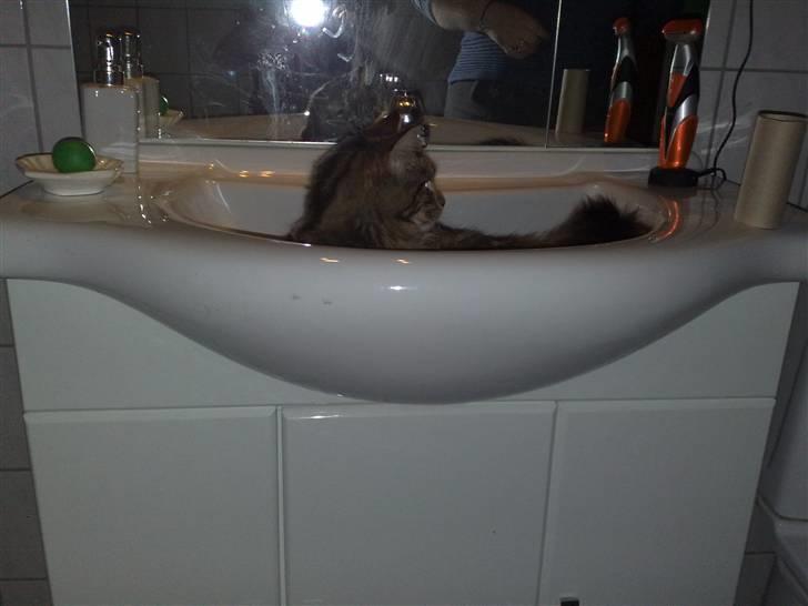 Maine Coon dkskovlycoon Cane Cody  - Og så må vi se hvor vi vil vaske os og børste tænder, for det bliver ikke her da ! billede 7