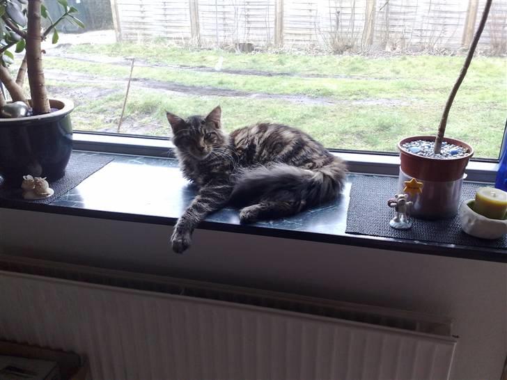 Maine Coon dkskovlycoon Cane Cody  - Det her kostet en del blomster og nips, men han fik pladsen ! billede 9