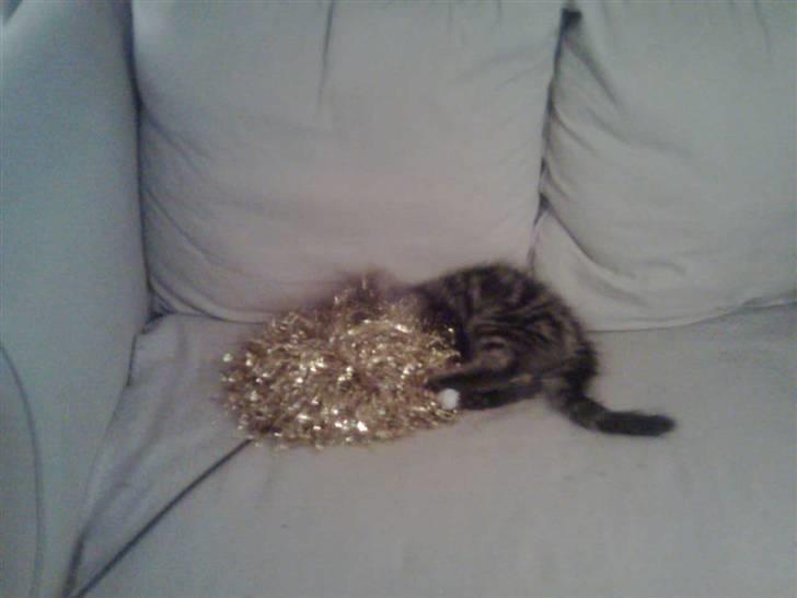 Maine Coon dkskovlycoon Cane Cody  - Cody som baby. Han slås med en pompom billede 10