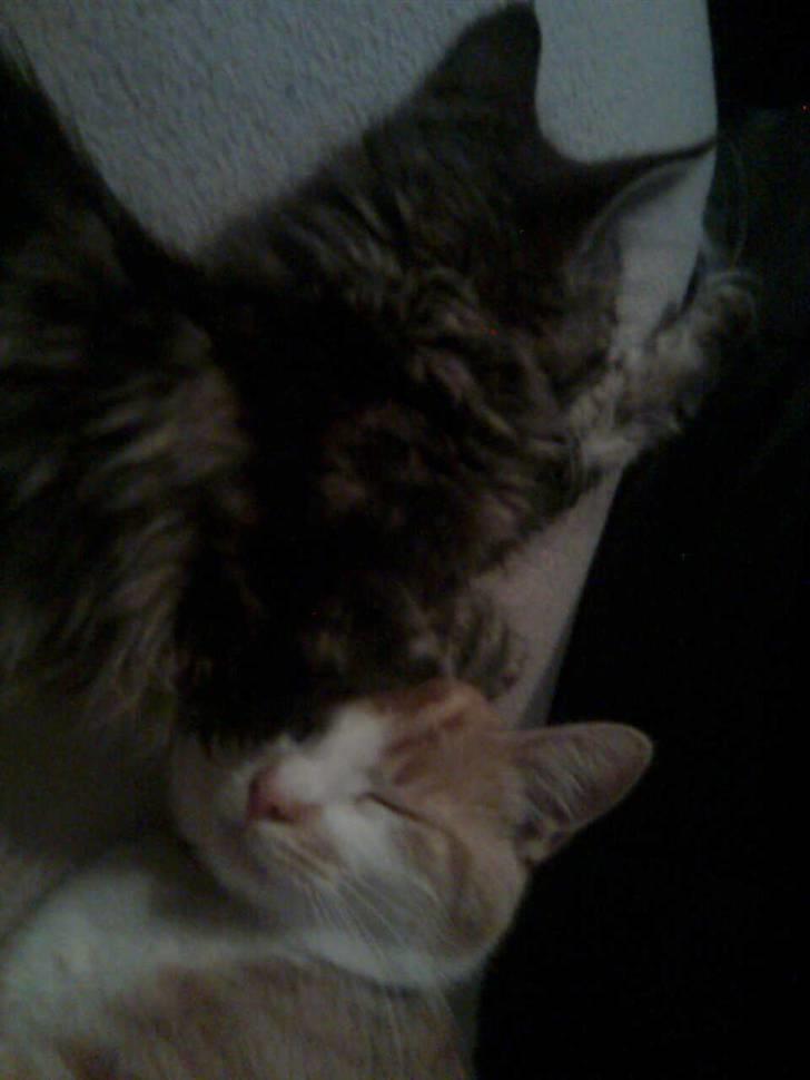 Maine Coon dkskovlycoon Cane Cody  - Cody og hans bedste ven Tykke. billede 11