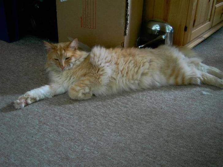 Norsk Skovkat Danni (Død) - Her ligger han og flader på gulvet ;-D billede 1