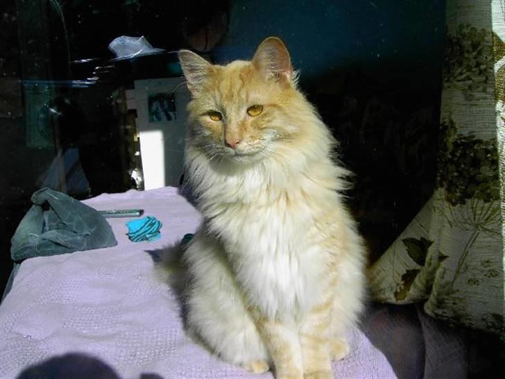 Norsk Skovkat Danni (Død) - Her sider han i min søsters seng, ;-D billede 3