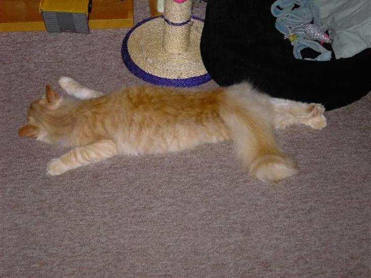 Norsk Skovkat Danni (Død) - Han tabte bagnenene og splattede ud , hee. billede 4