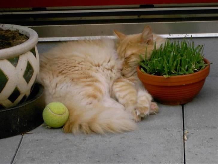 Norsk Skovkat Danni (Død) - Ja, ja lad jer ikke nare, jeg ligger skam godt :-D billede 5