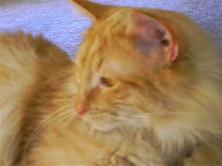 Norsk Skovkat Danni (Død) - Smukke Danni billede 6