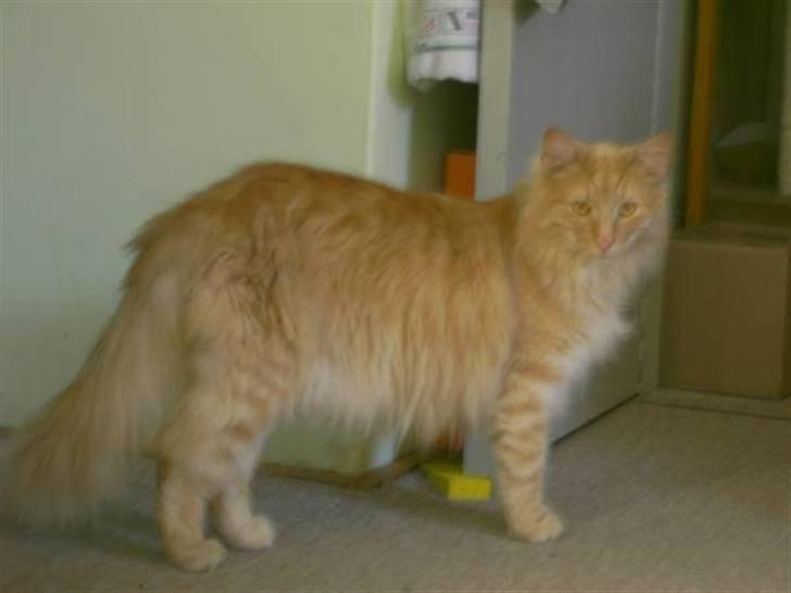 Norsk Skovkat Danni (Død) - Dette var det sidste belled der blev taget inden han døde. billede 7