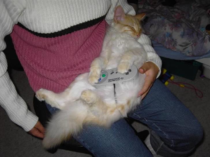 Norsk Skovkat Danni (Død) - Han kan også spille. billede 8