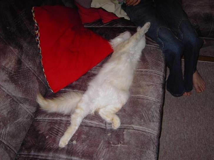 Norsk Skovkat Danni (Død) - Supermand, jeg flyver så hurtigt jeg kan. billede 10