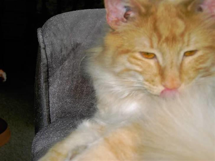 Norsk Skovkat Danni (Død) - Danni slikker sig om munden, måske så han en fugl billede 11