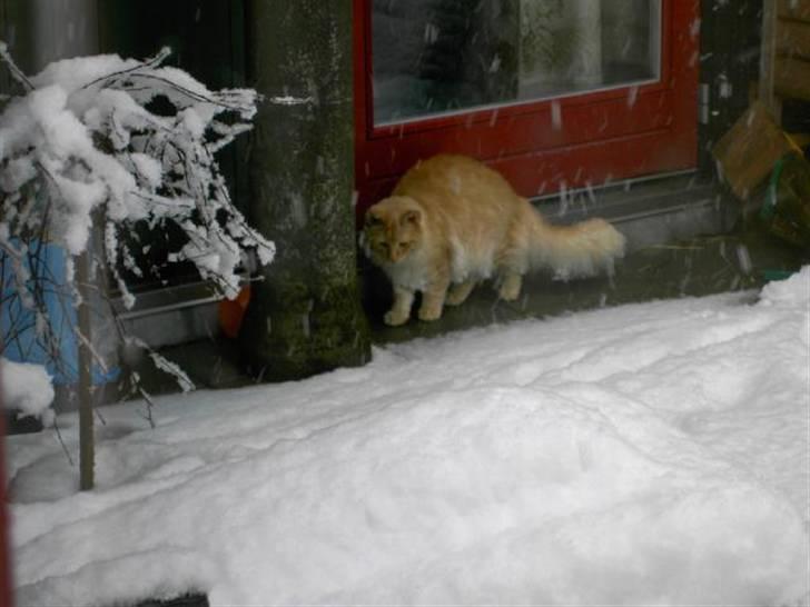 Norsk Skovkat Danni (Død) - Uha, det ser koldt ud. billede 12