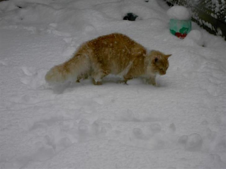 Norsk Skovkat Danni (Død) - Nå det var ikk så slemt alligevel. billede 13