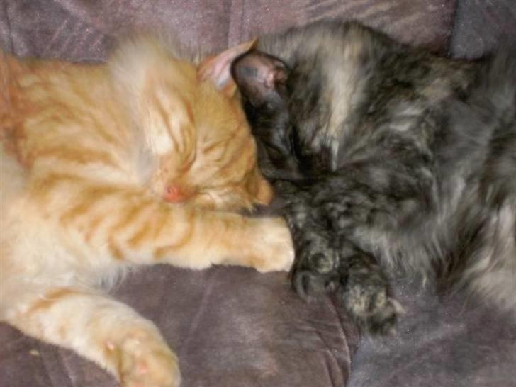 Norsk Skovkat Danni (Død) - Her ligger han sammen med sin søster, Dina billede 14