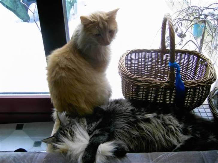 Norsk Skovkat Danni (Død) - Tuxedo bruger Dannis hale som hovedpude, Danni rejste sig ikk før tuxedo, havde rejst sig, han var som hans far ;-D billede 16