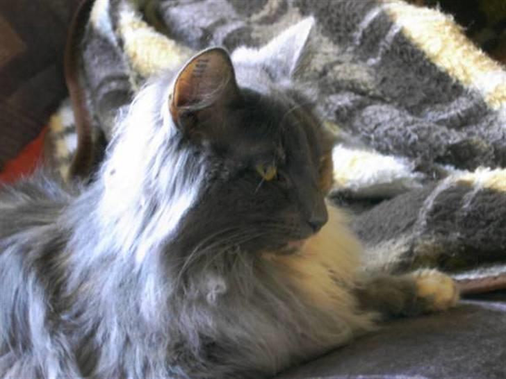 Norsk Skovkat Ditte (Død) - Smukke Ditte billede 1