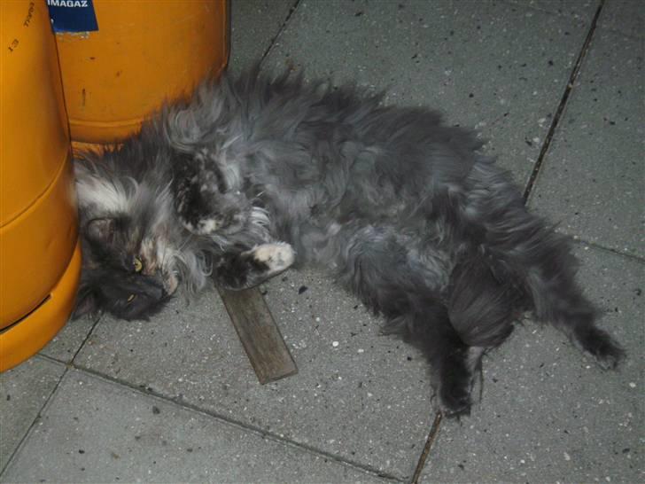 Norsk Skovkat Ditte (Død) - Jeg ligger lige her og gør mig lækker billede 2