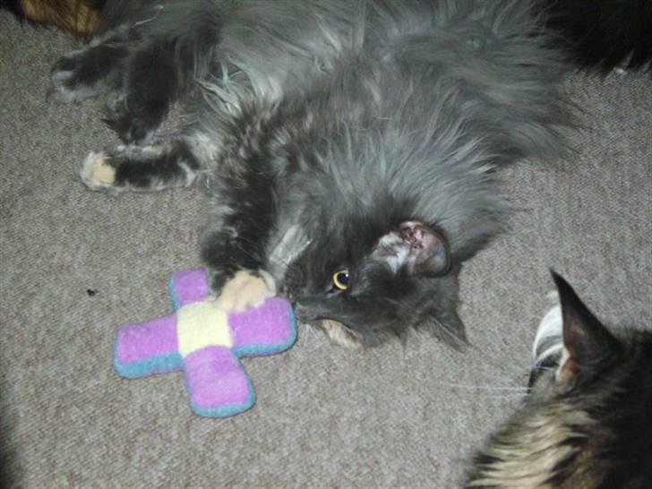 Norsk Skovkat Ditte (Død) - Uha, denne her er sjov. billede 3