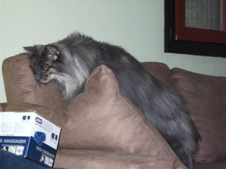 Norsk Skovkat Ditte (Død) - Vi går lige lidt på opdagelse i den nye sofa. billede 4