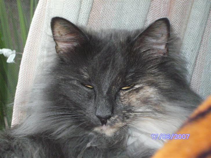 Norsk Skovkat Ditte (Død) - Dittes smukke hoved. billede 5