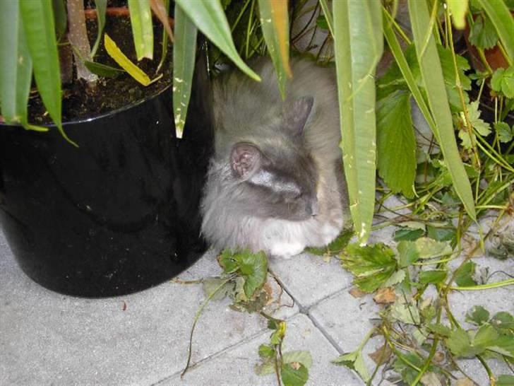 Norsk Skovkat Ditte (Død) - Her ligger hun i vores planter . billede 6