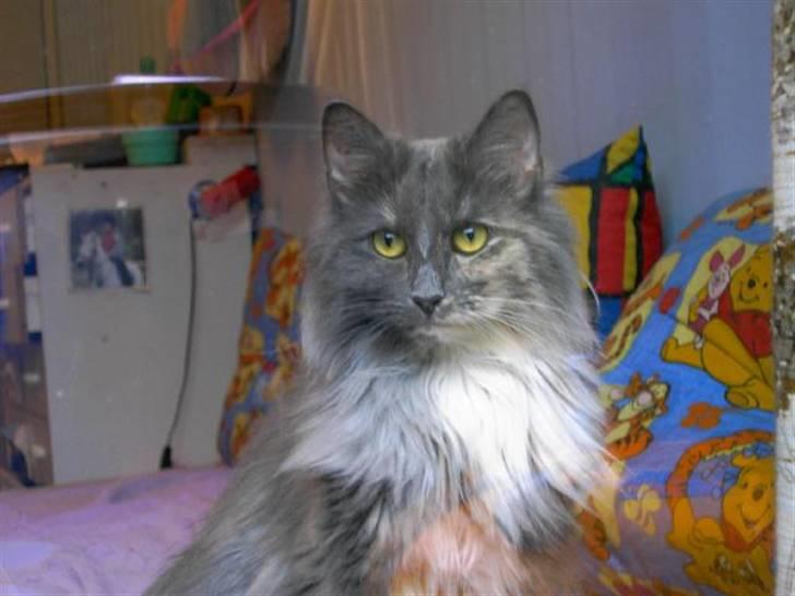 Norsk Skovkat Ditte (Død) - Uha, spændene billede 7