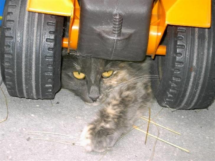 Norsk Skovkat Ditte (Død) - Hjælp jeg er blevet kørt over (Hun gik selv der ind, vi sad og spiste da jeg pludselig fik øje på hende sådan der.) billede 8