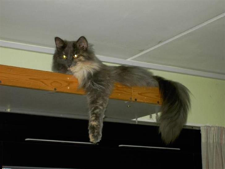 Norsk Skovkat Ditte (Død) - Ditte i hemsen. billede 9