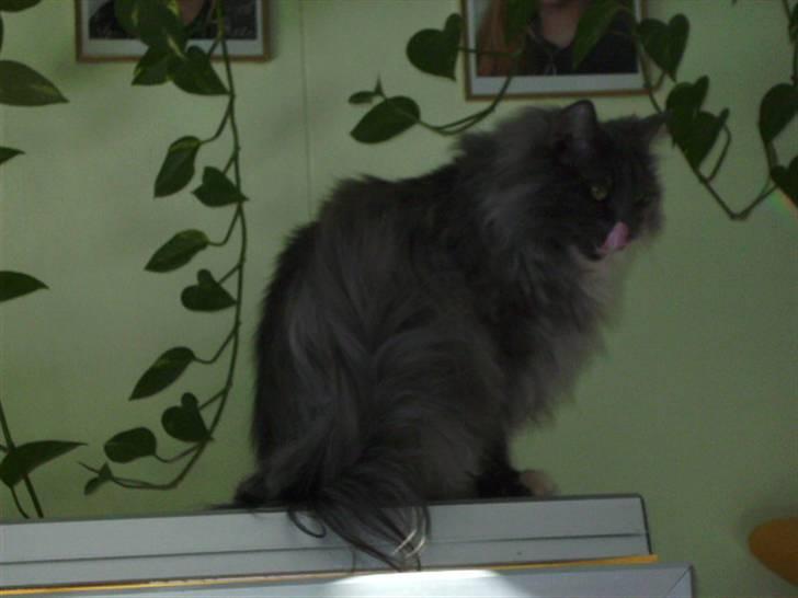 Norsk Skovkat Ditte (Død) - Uha, der er fiskn lige neden under mig. billede 10