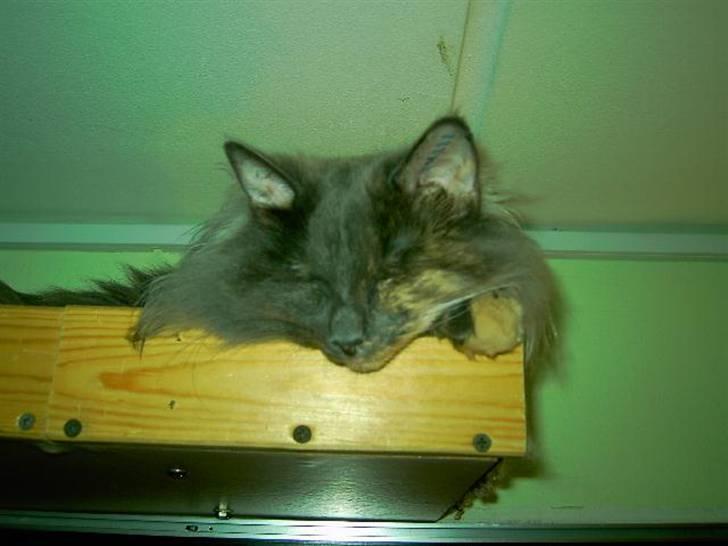 Norsk Skovkat Ditte (Død) - I hemsen igen. billede 11