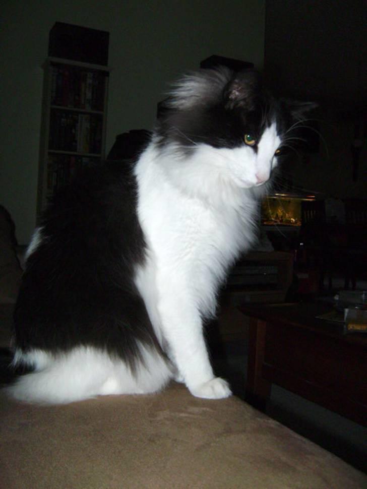 Norsk Skovkat Eddi - smukke eddi billede 3