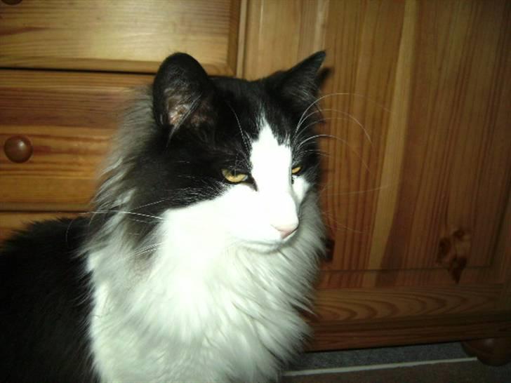 Norsk Skovkat Eddi - Han er bare fin billede 5