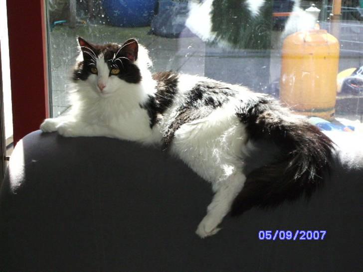 Norsk Skovkat Eddi - Jep, her kan jeg på lidt sol. billede 6