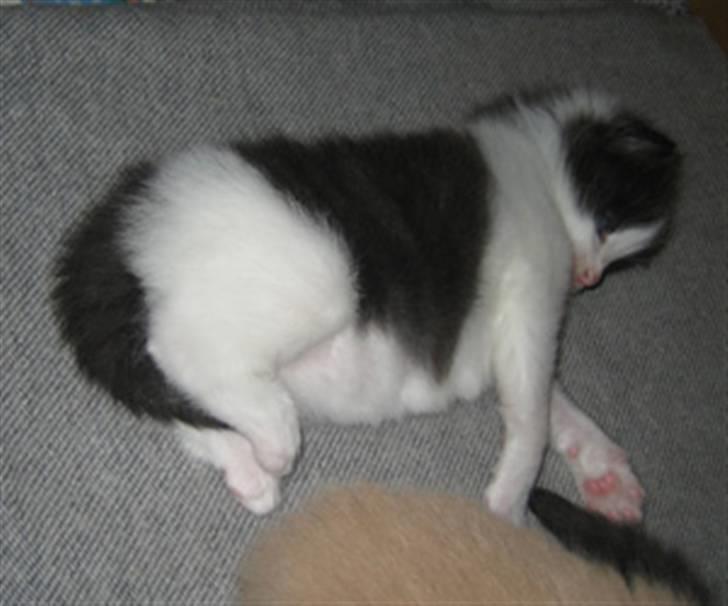 Norsk Skovkat Eddi - 3 uger igen billede 8