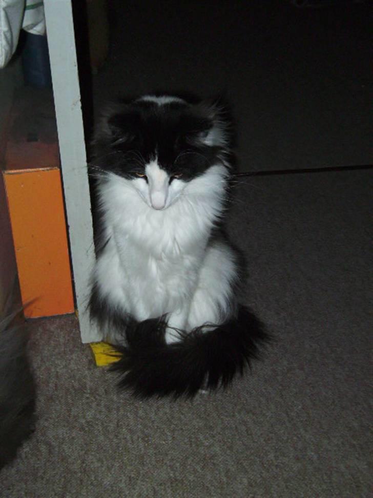 Norsk Skovkat Eddi - Hmm, hvad skal jeg lave. billede 10