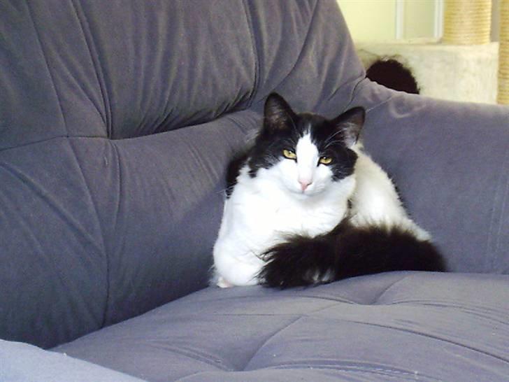 Norsk Skovkat Eddi - Så slapper vi i sofaen billede 11