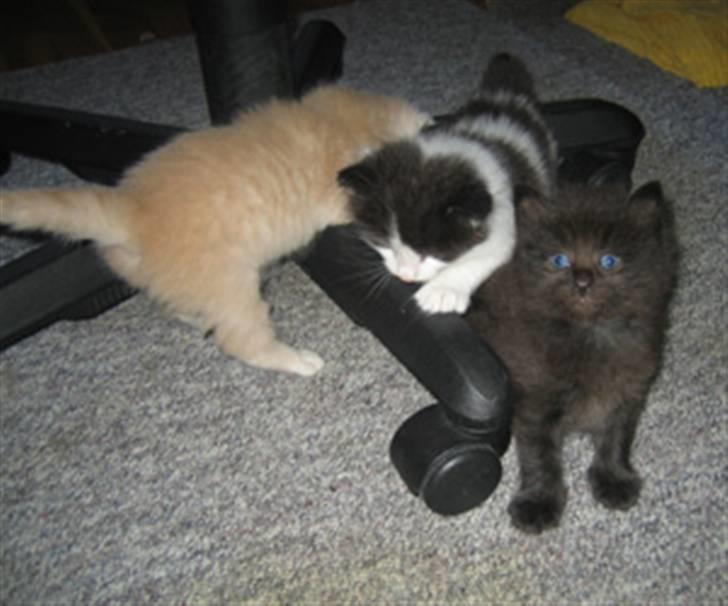 Norsk Skovkat Eddi - Sammen med søskende billede 12