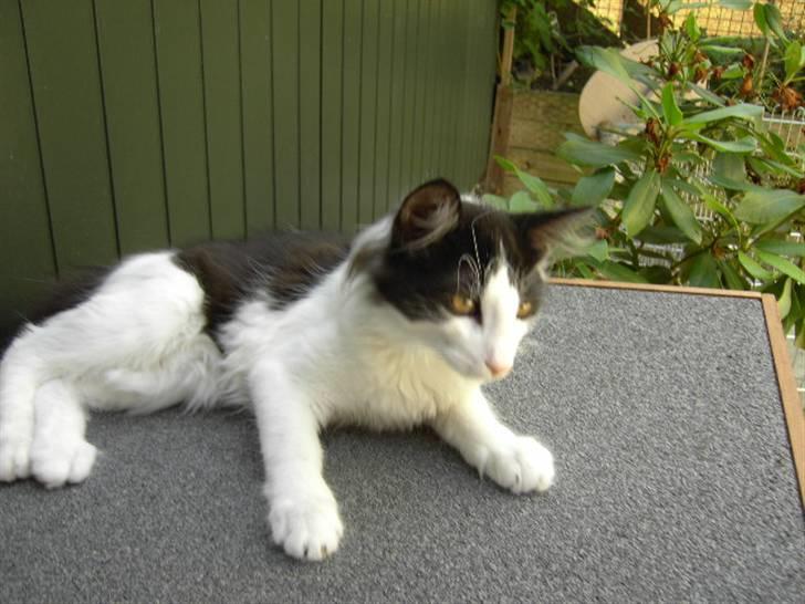 Norsk Skovkat Eddi - Her på kanin burdet er der meget hygg. billede 13