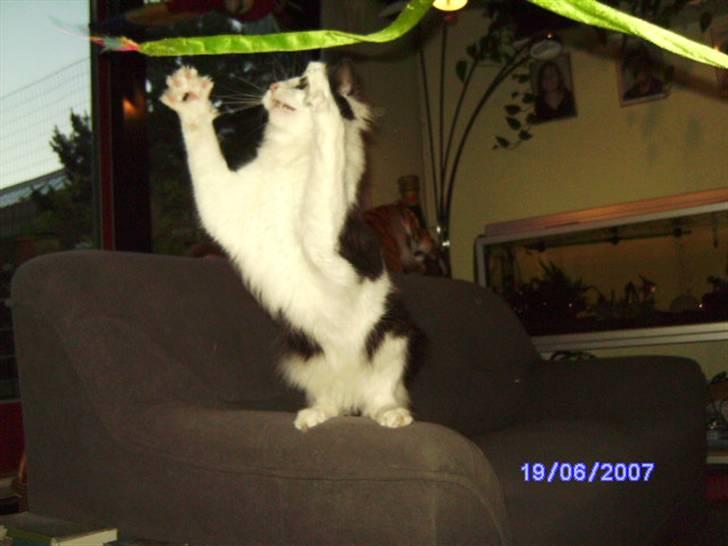 Norsk Skovkat Eddi - Jeg skal nok fange dig. billede 15