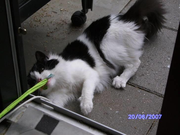 Norsk Skovkat Eddi - Giv mig den. billede 16