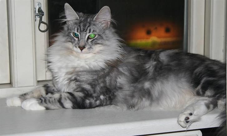 Norsk Skovkat tukenja's Kippo billede 1