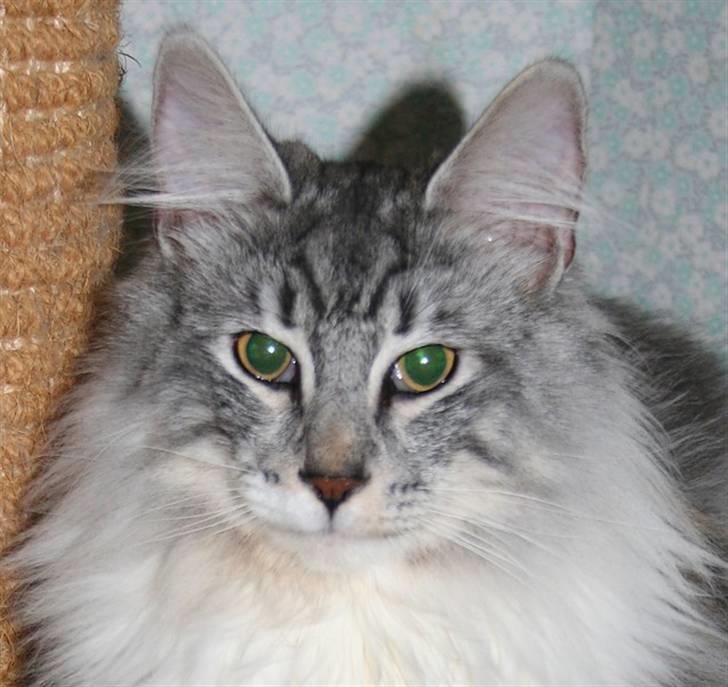 Norsk Skovkat tukenja's Kippo billede 2