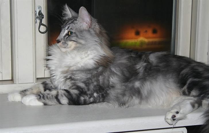 Norsk Skovkat tukenja's Kippo billede 3