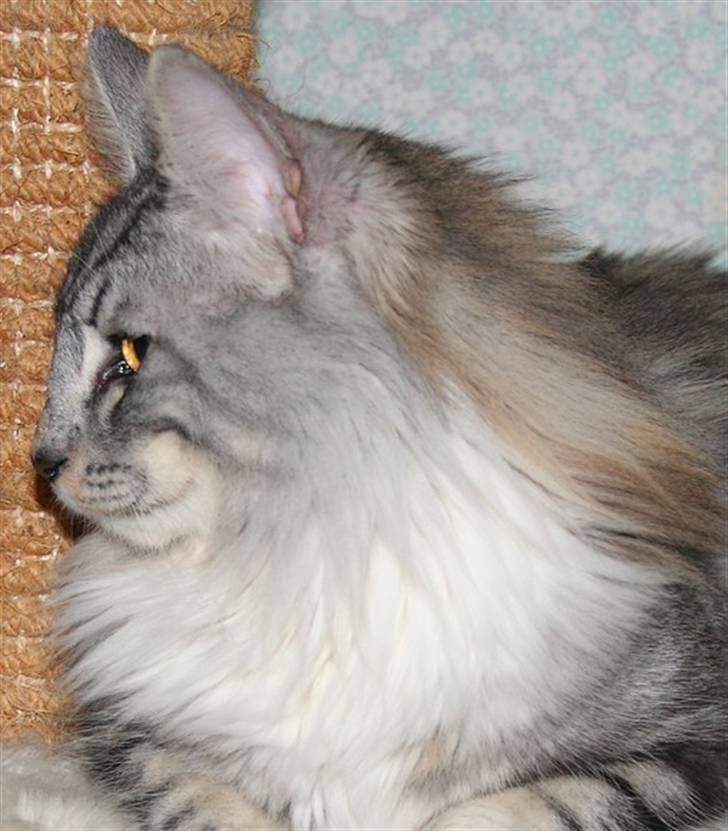 Norsk Skovkat tukenja's Kippo billede 5