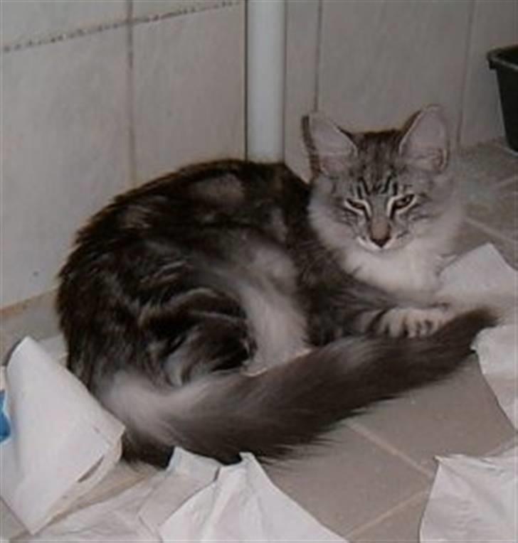 Norsk Skovkat tukenja's Kippo billede 6