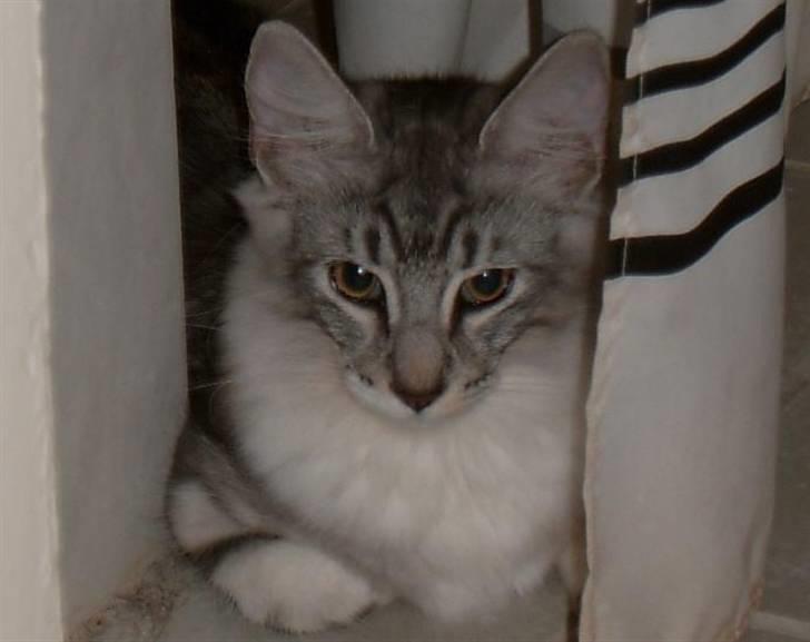 Norsk Skovkat tukenja's Kippo billede 7