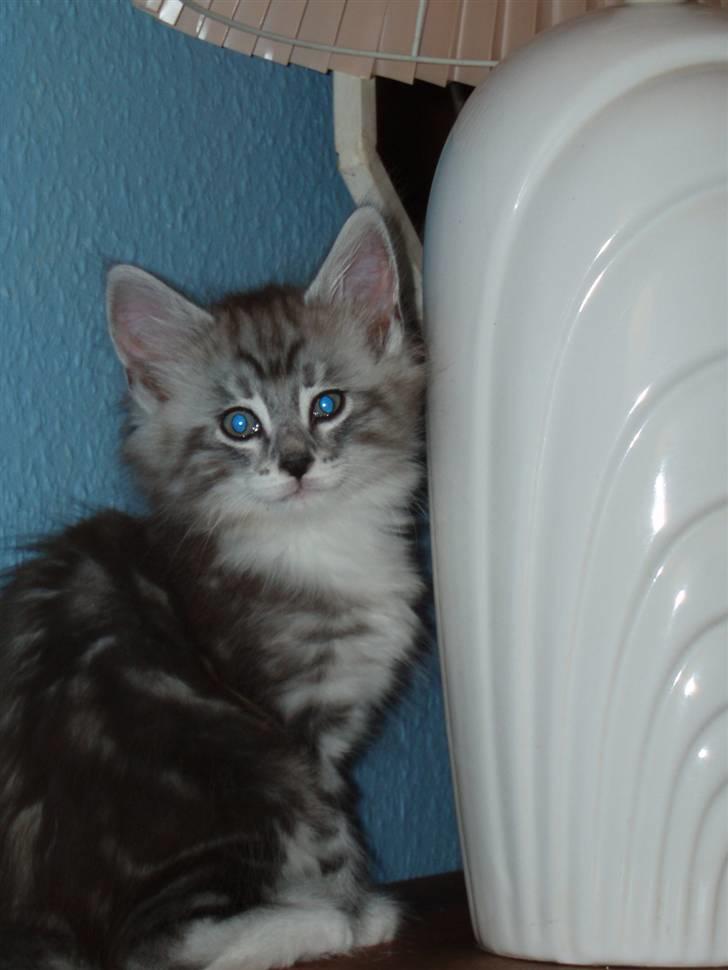 Norsk Skovkat tukenja's Kippo billede 8