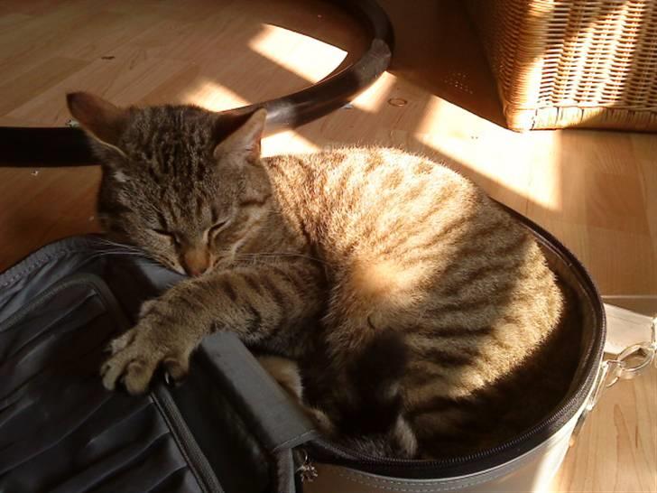 Huskat oliver billede 8